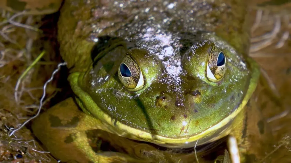 Bullfrogs photos