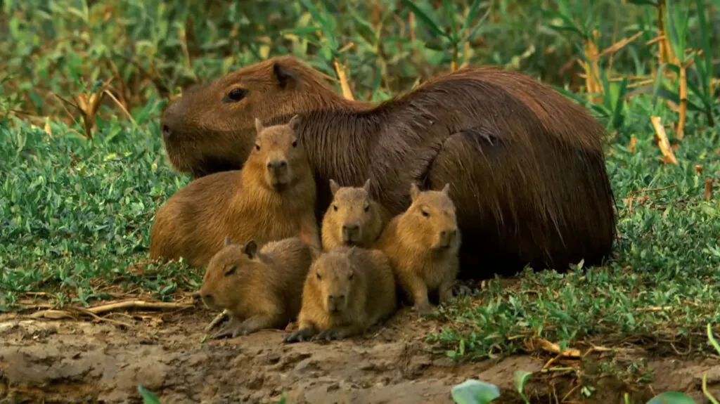 Capybara - Top 10 Friendly Animals