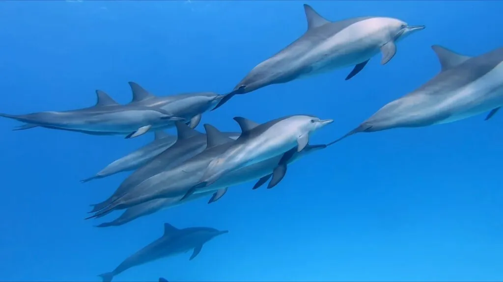 Dolphin - Top 10 Friendly Animals