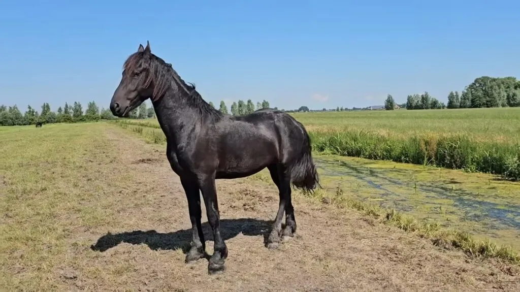 Friesian Horse - Top 10 Most Beautiful Animals in the World