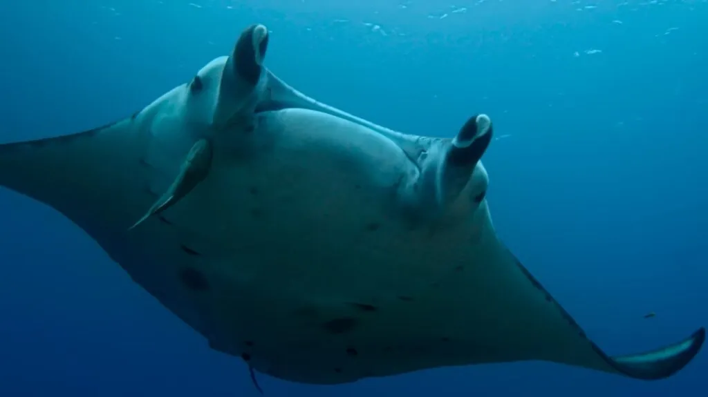 Giant Oceanic Manta Ray