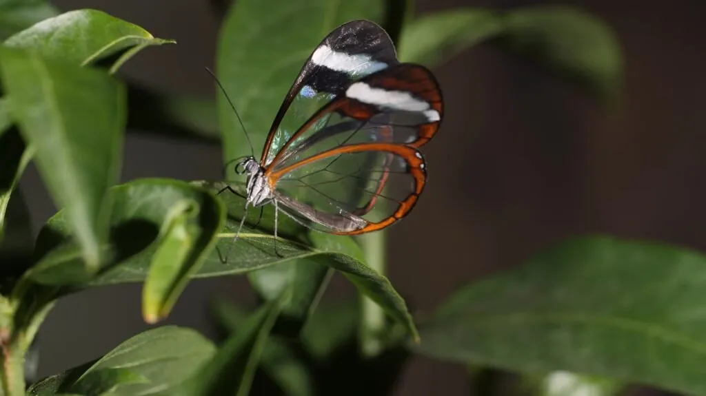 Glasswing Butterfly - Top 10 Most Beautiful Animals in the World