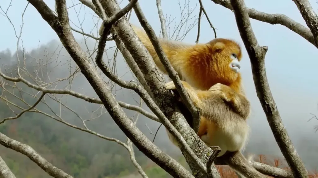 Golden Snub-nosed Monkey