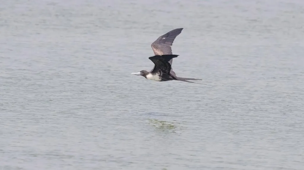 Great Frigatebirds Animals that dont sleep