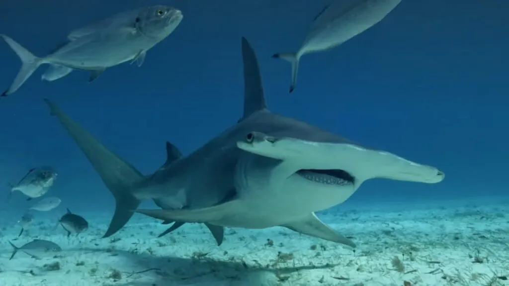 Great Hammerhead Shark - largest fish in the world