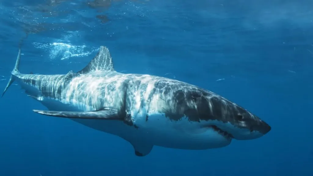 Great White Shark - most dangerous sharks to humans