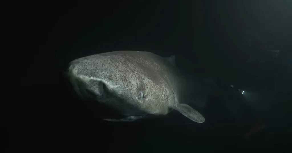 Greenland Shark - largest fish in the world