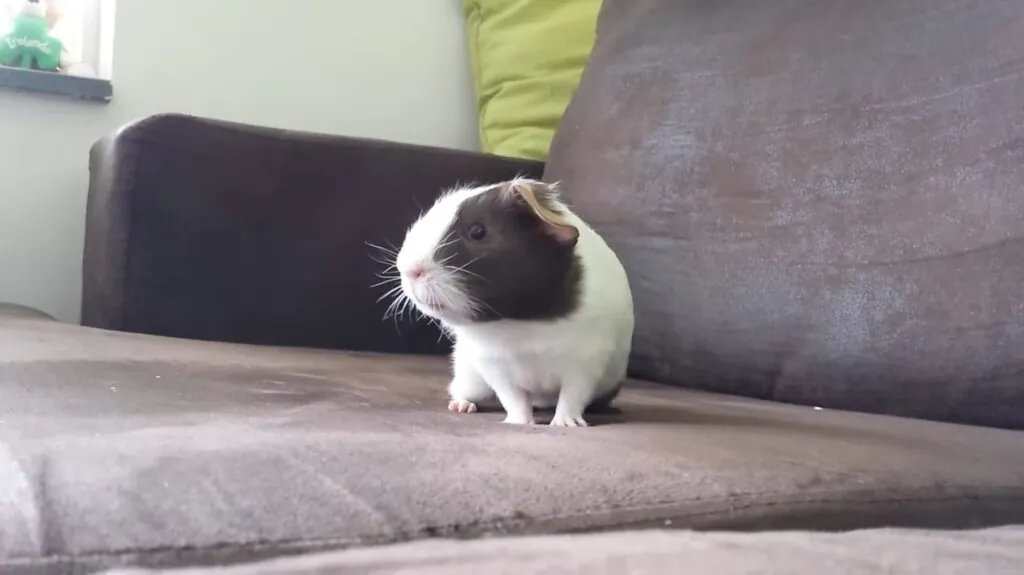 Guinea Pig - photos