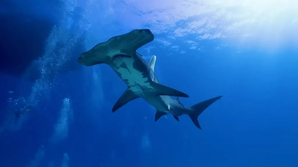 Hammerhead Shark