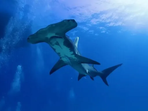 Hammerhead Shark