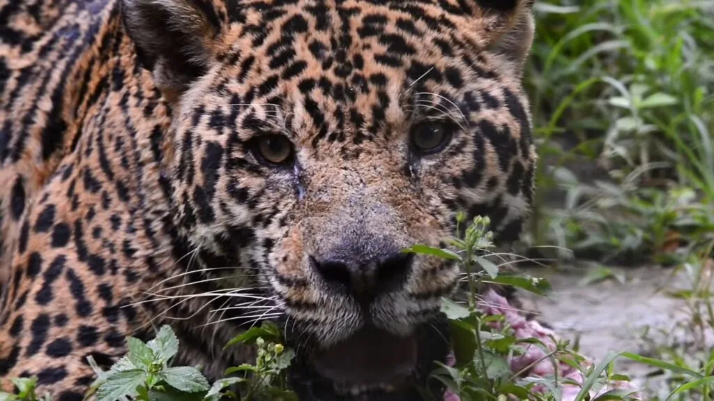 Jaguar Eating Almost Anything