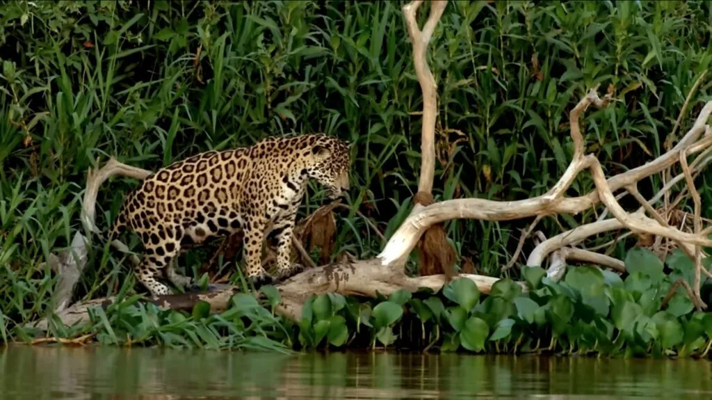 Jaguar Fast-Growing Cubs