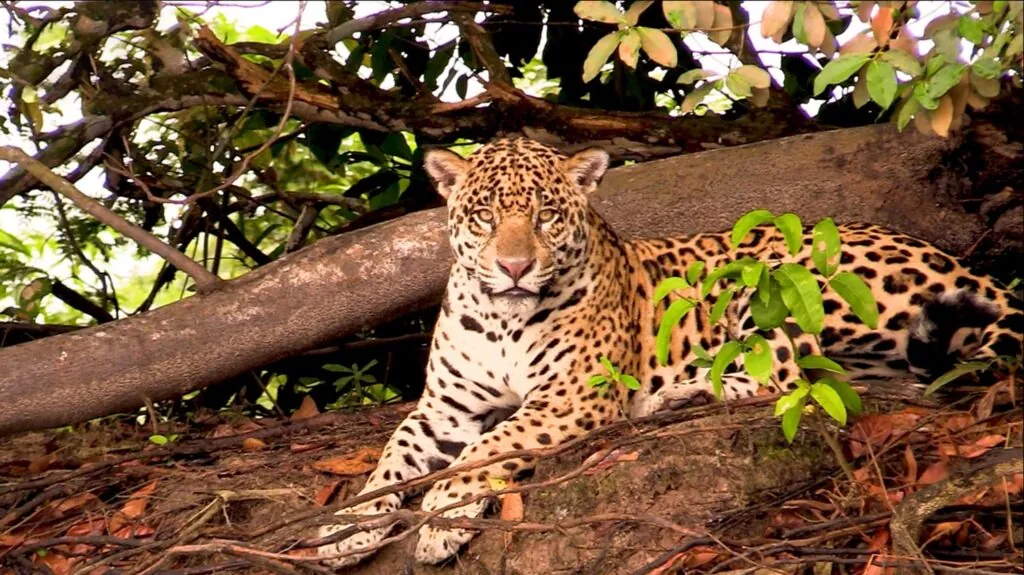 Jaguar Roaring to Communicate