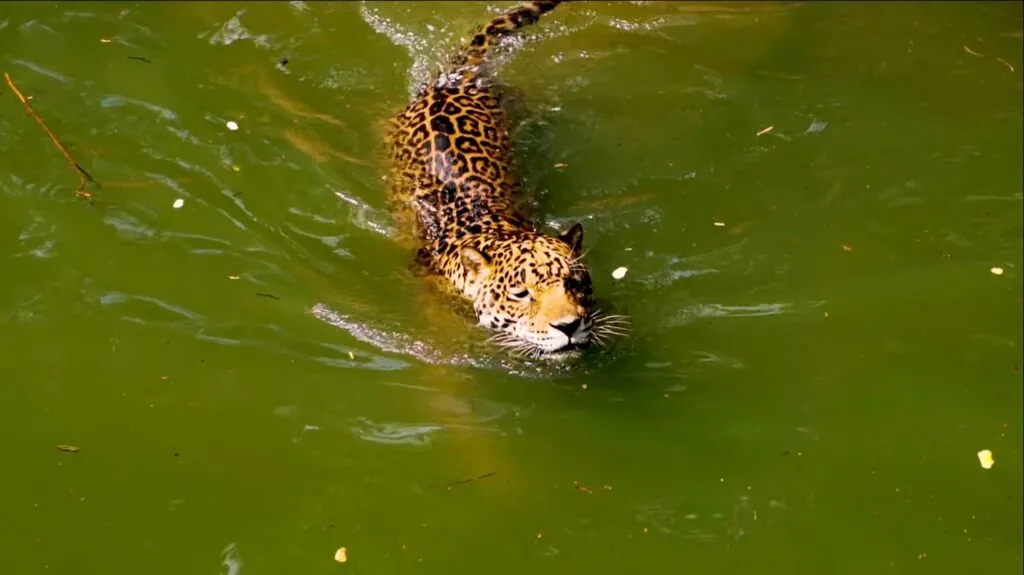 Jaguar Water Lovers