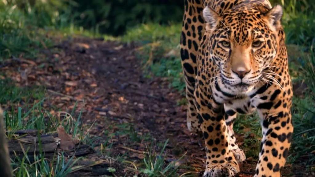 Jaguar facts Big and Strong