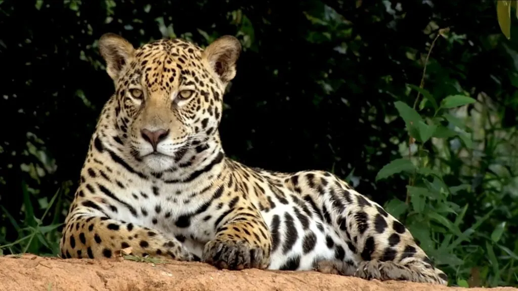 Jaguar facts Facing Many Dangers