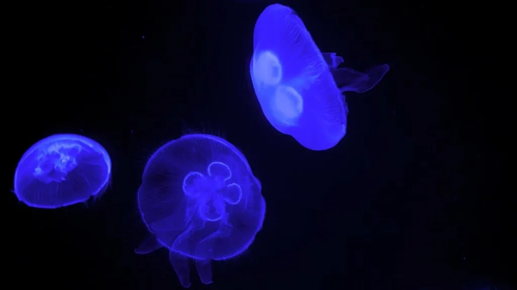 Jellyfish