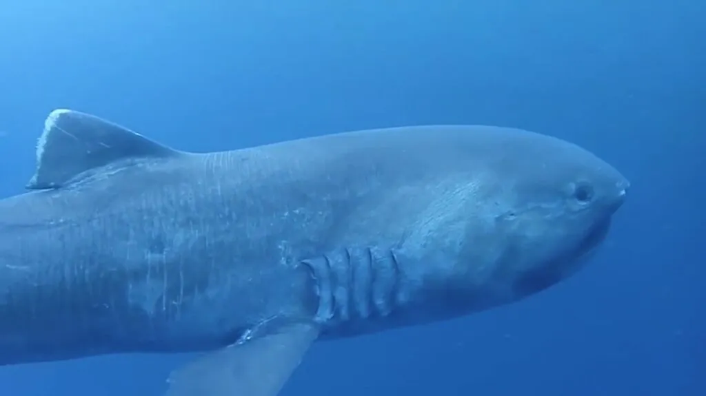 Megamouth Shark - largest fish in the world