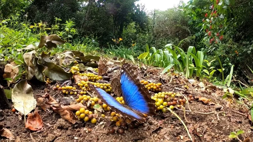 Mandarin Fish