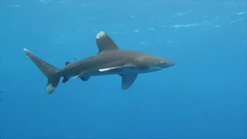 Oceanic Whitetip Shark - most dangerous sharks to humans