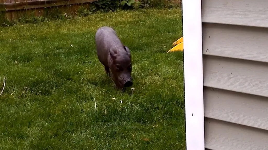 Oldest pig in captivity