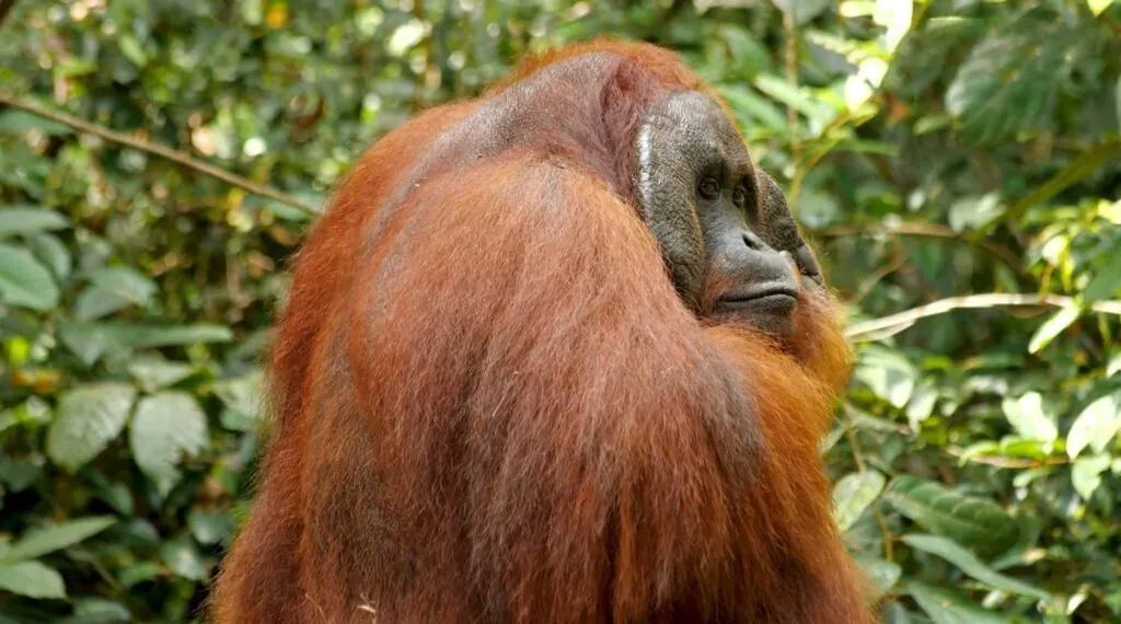 Orangutans fun facts