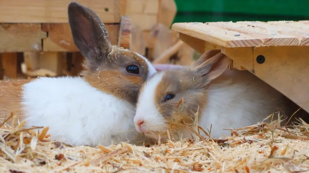 Rabbit - friendliest animals in the world