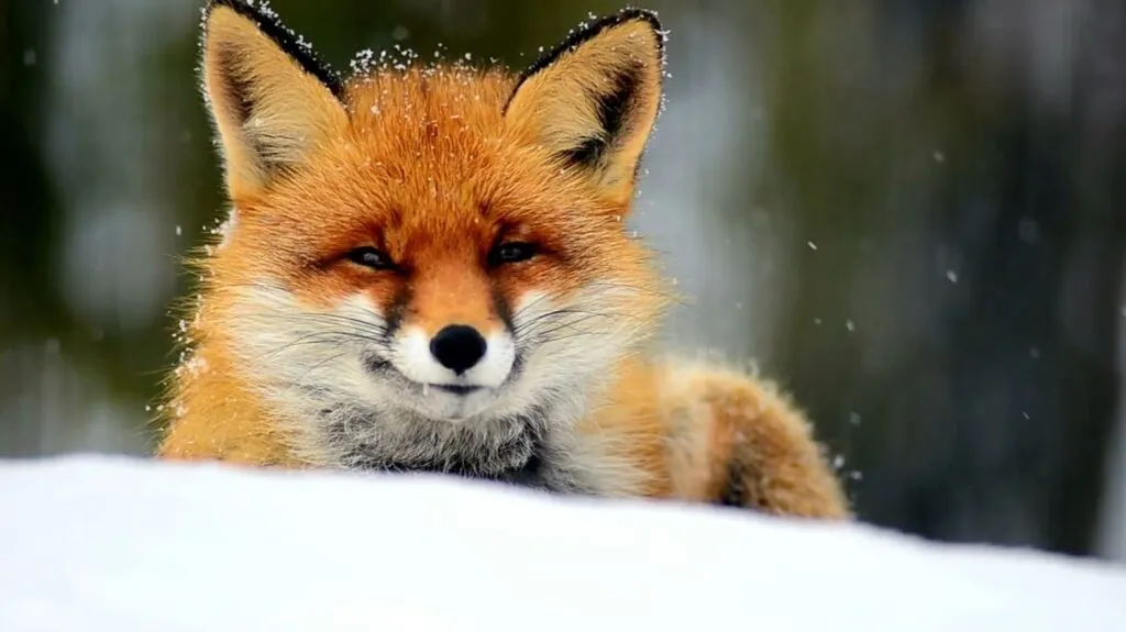 Red Fox