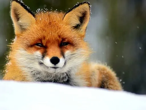 Red Fox