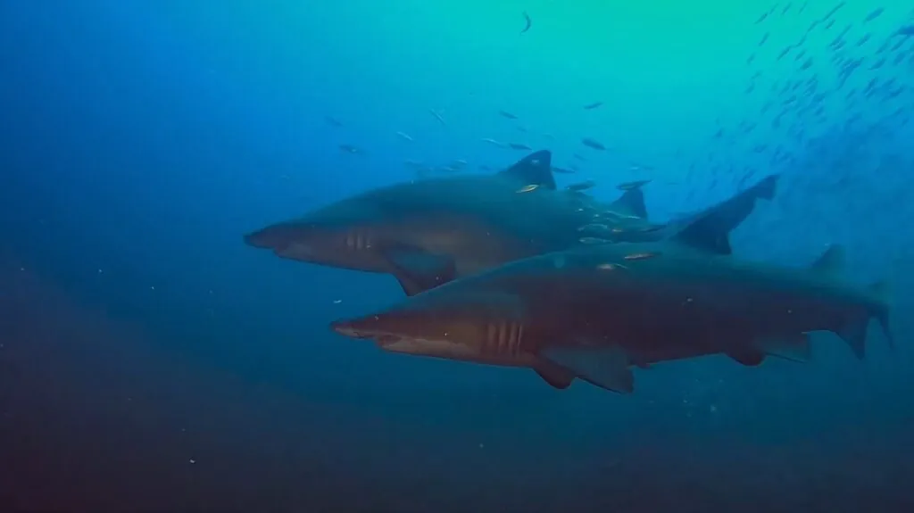 Sand Tiger Shark - deadliest sharks in the world