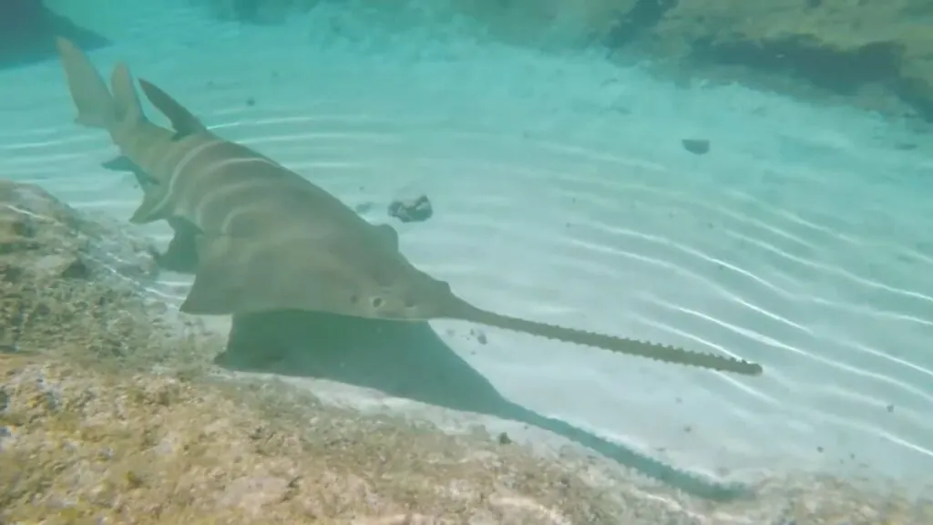 Sawfish - largest fish in the world