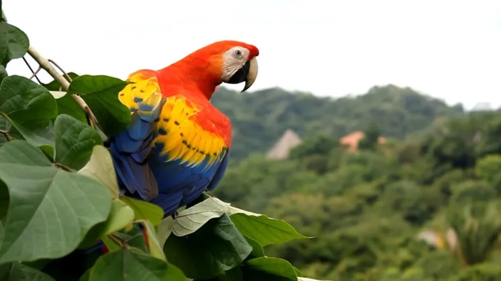 Scarlet Macaw