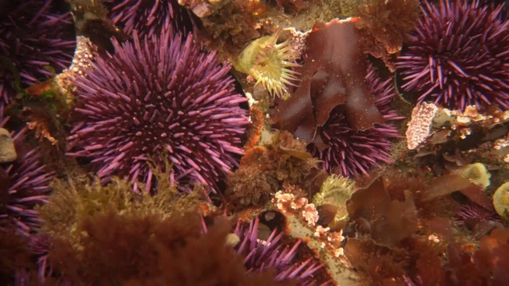 Sea Urchins