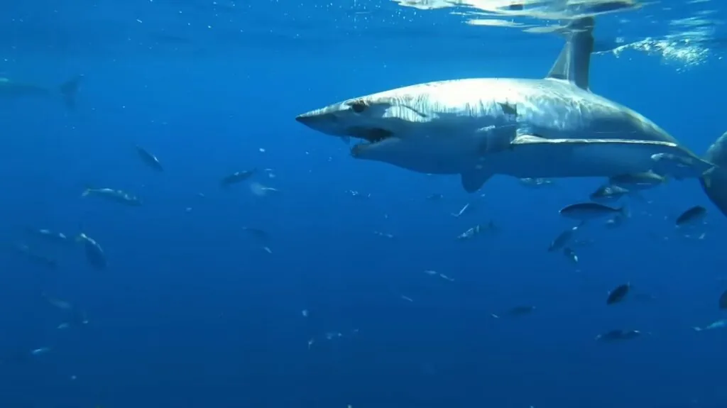 Shortfin Mako Shark - most dangerous sharks to humans