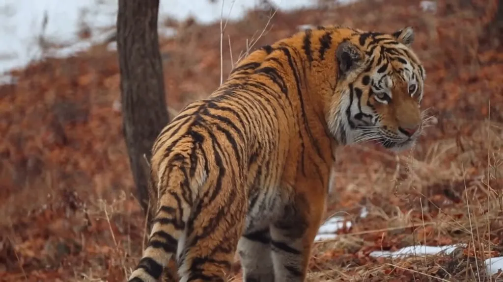 Siberian (Amur) Tiger