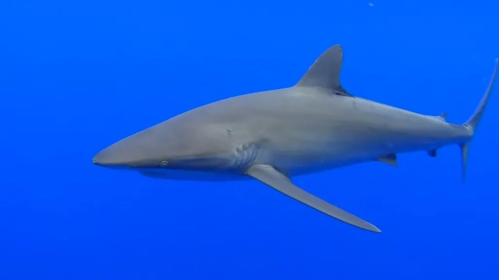 Silky Shark