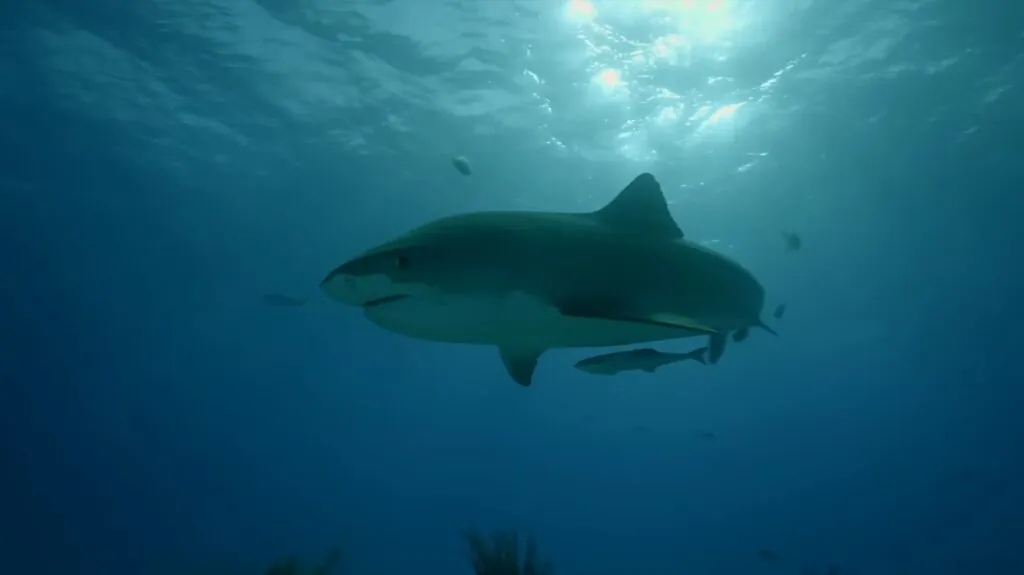 Tiger Shark - most dangerous sharks to humans