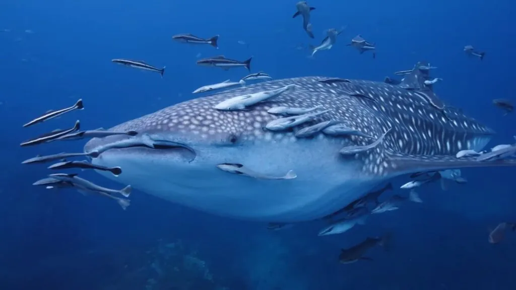 Whale Shark