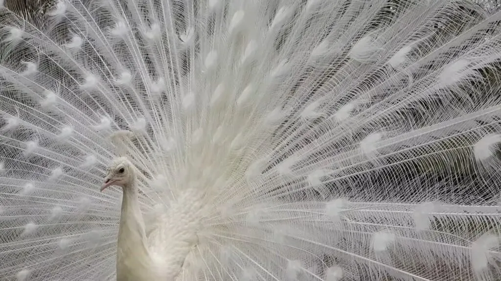 White Peacock - Top 10 Most Beautiful Animals in the World