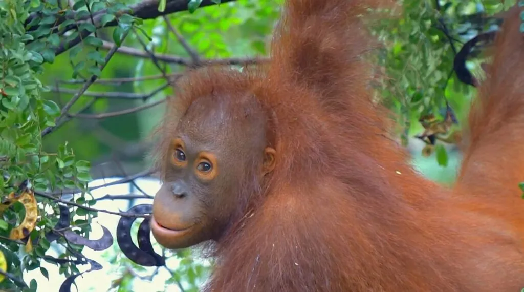 facts about Orangutans