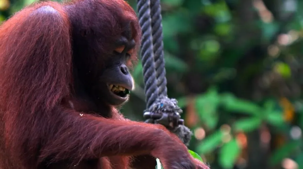 interesting facts about Orangutans.