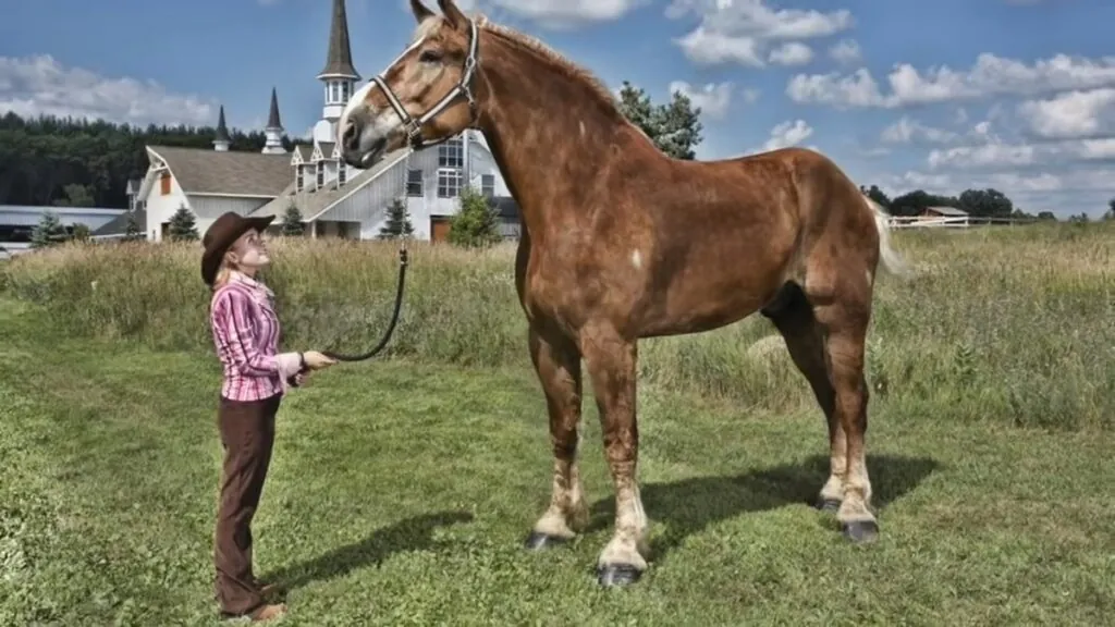 tallest horse in the world