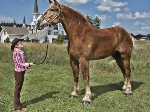 tallest horse in the world