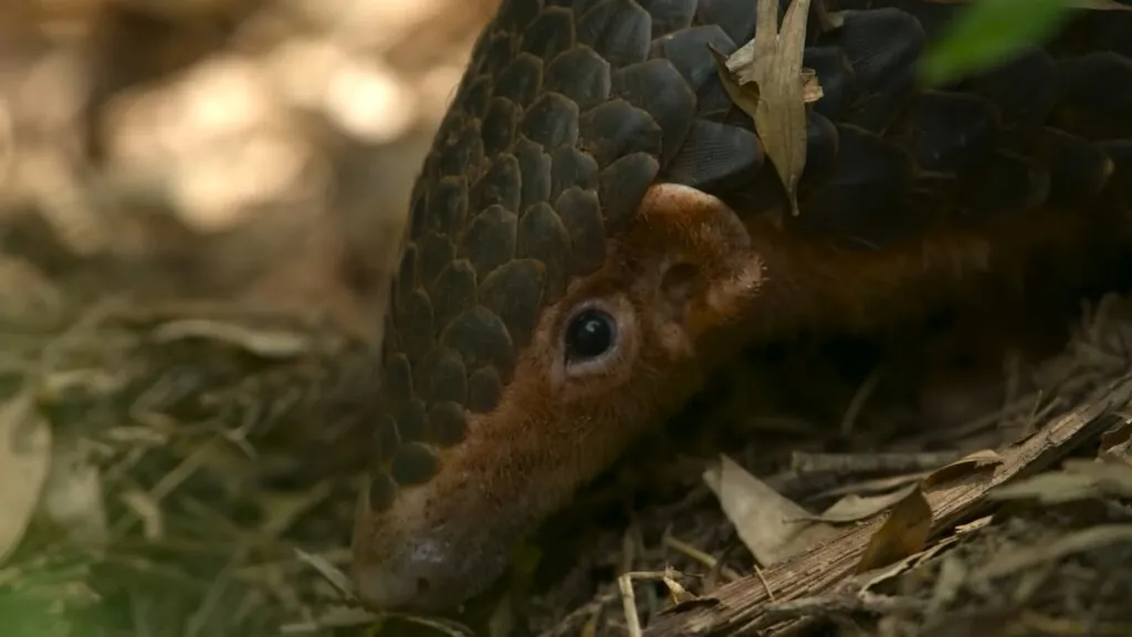 10 facts about pangolins