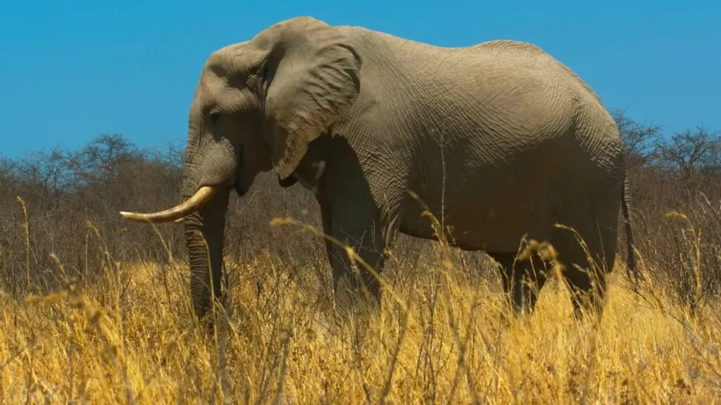 African Elephant - African Safari Animals