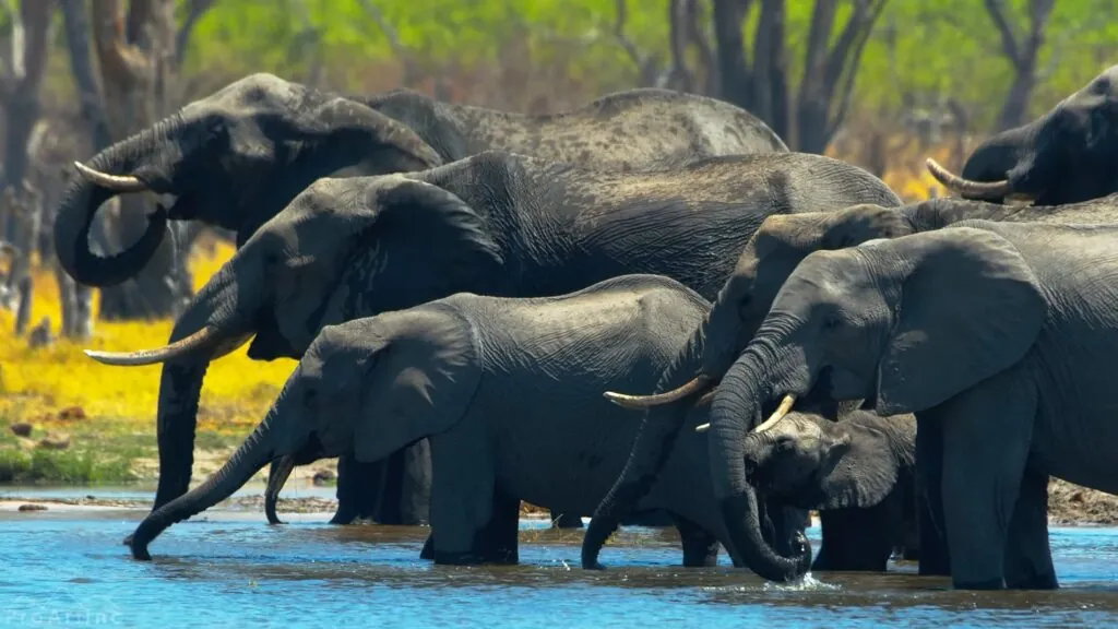 African Elephant - most aggressive animals in the world