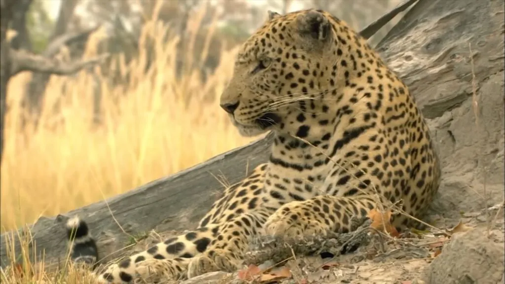 African Leopard - African Safari Animals