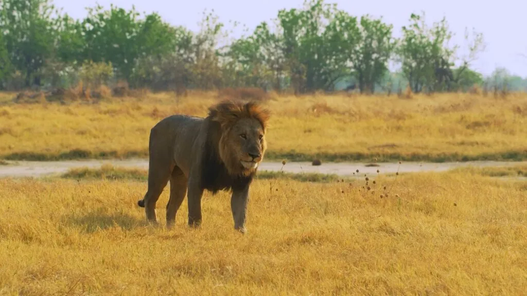 African Lion - African Safari Animals.