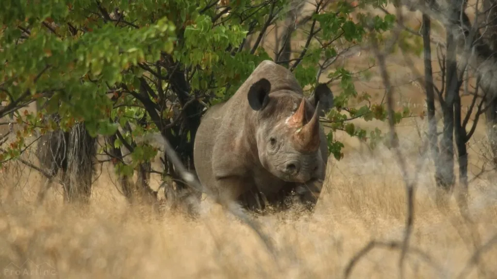 African Rhino - African Safari Animals