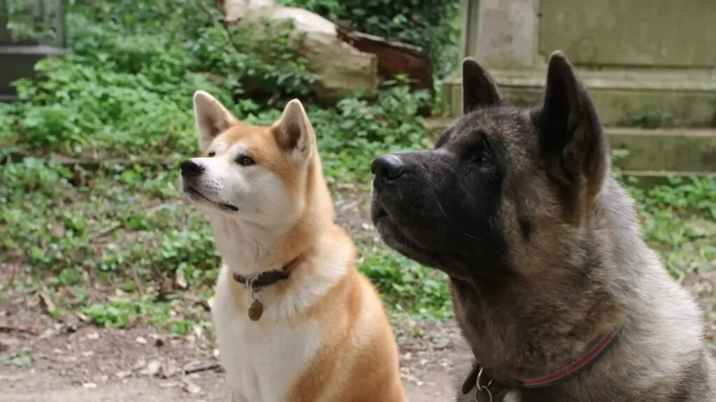 Akita - Best Guard Dogs for Families